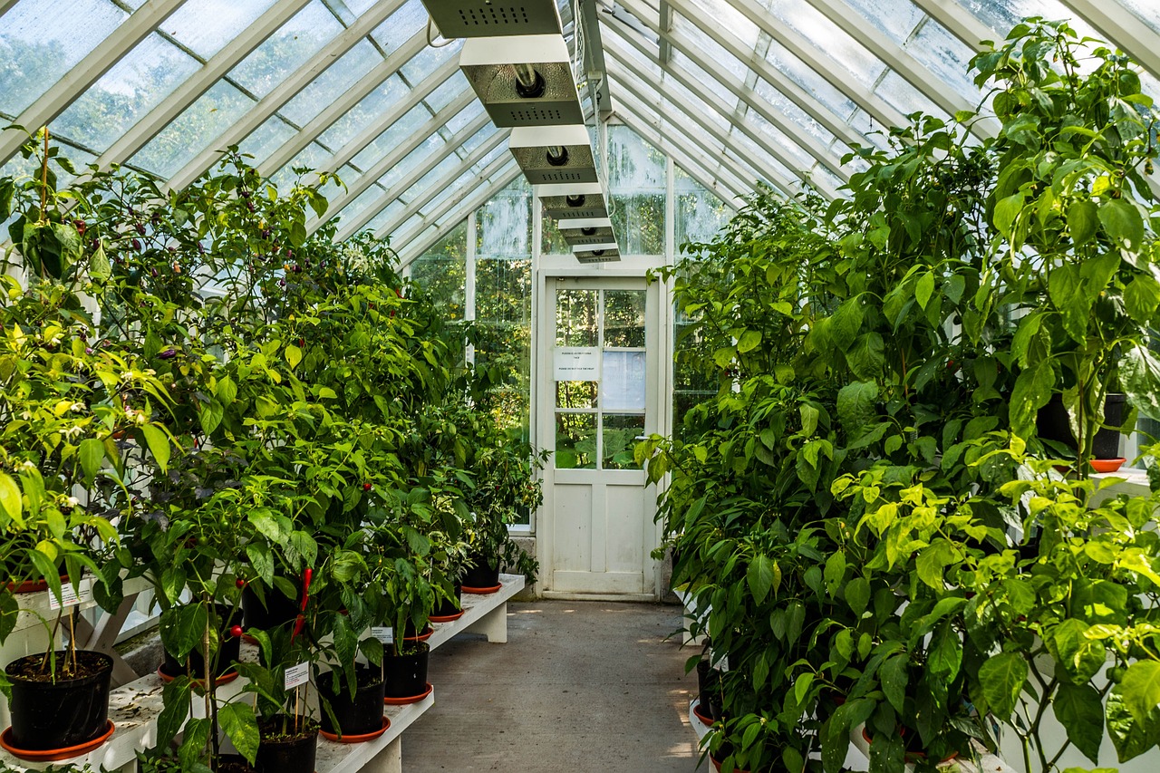 How to Build a Greenhouse on a Budget